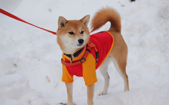 乐鱼体育在线网站-锋线传球成功率是否直接影响中后场压上意愿，锋线球员是什么意思