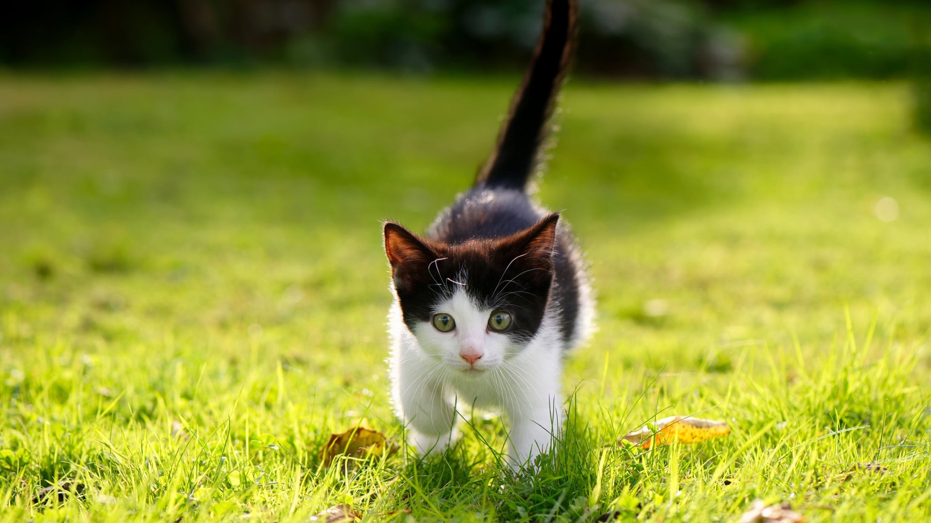 乐鱼体育 vip注册-乌拉圭女篮在南美锦标赛中夺冠,开启新征程