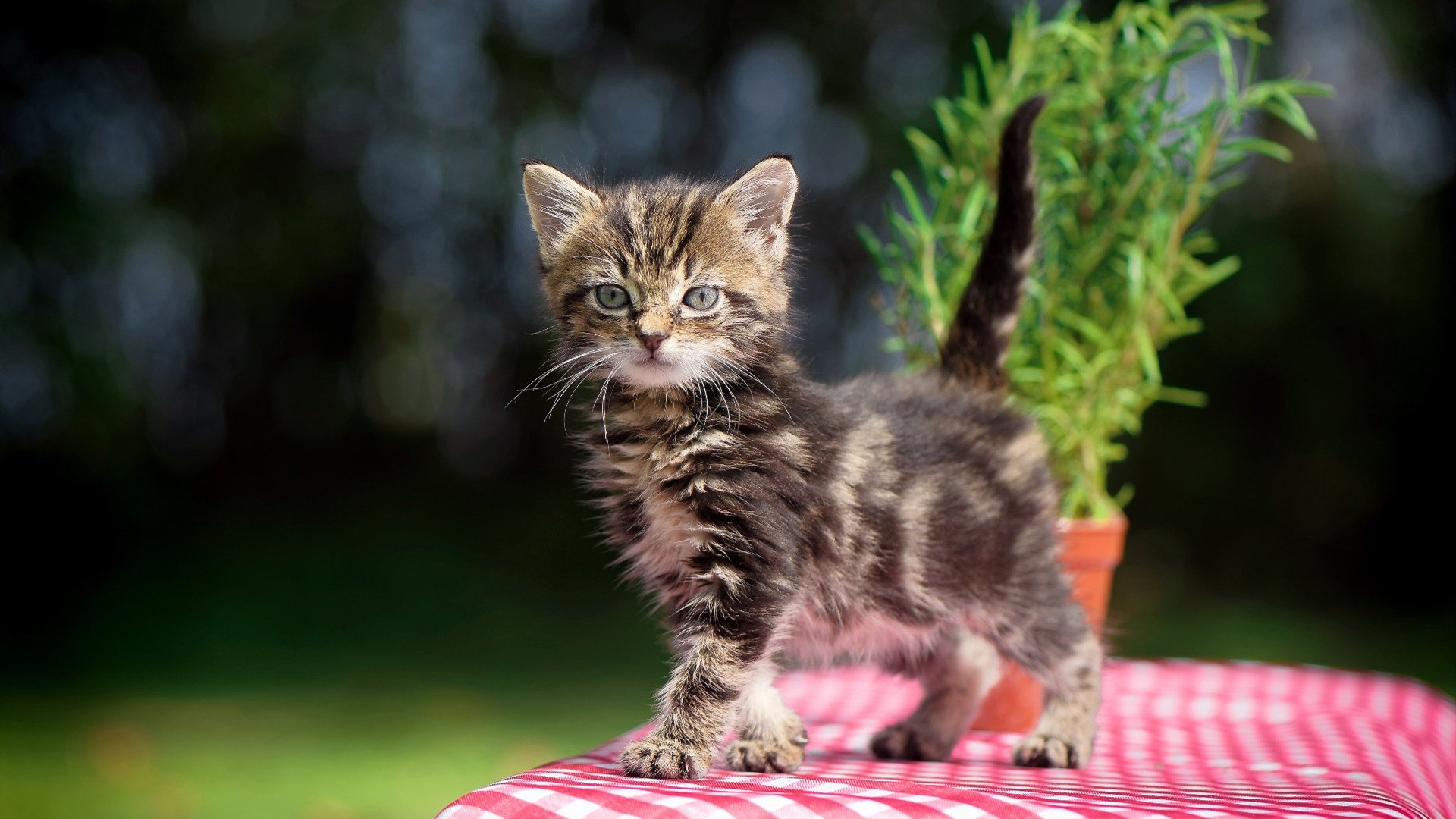 乐鱼体育下载app官网-俱乐部试水线上观赛平台优化球迷远程观赛体验,一座现代化人性化的球场,无疑能极大促进球迷的观赛体