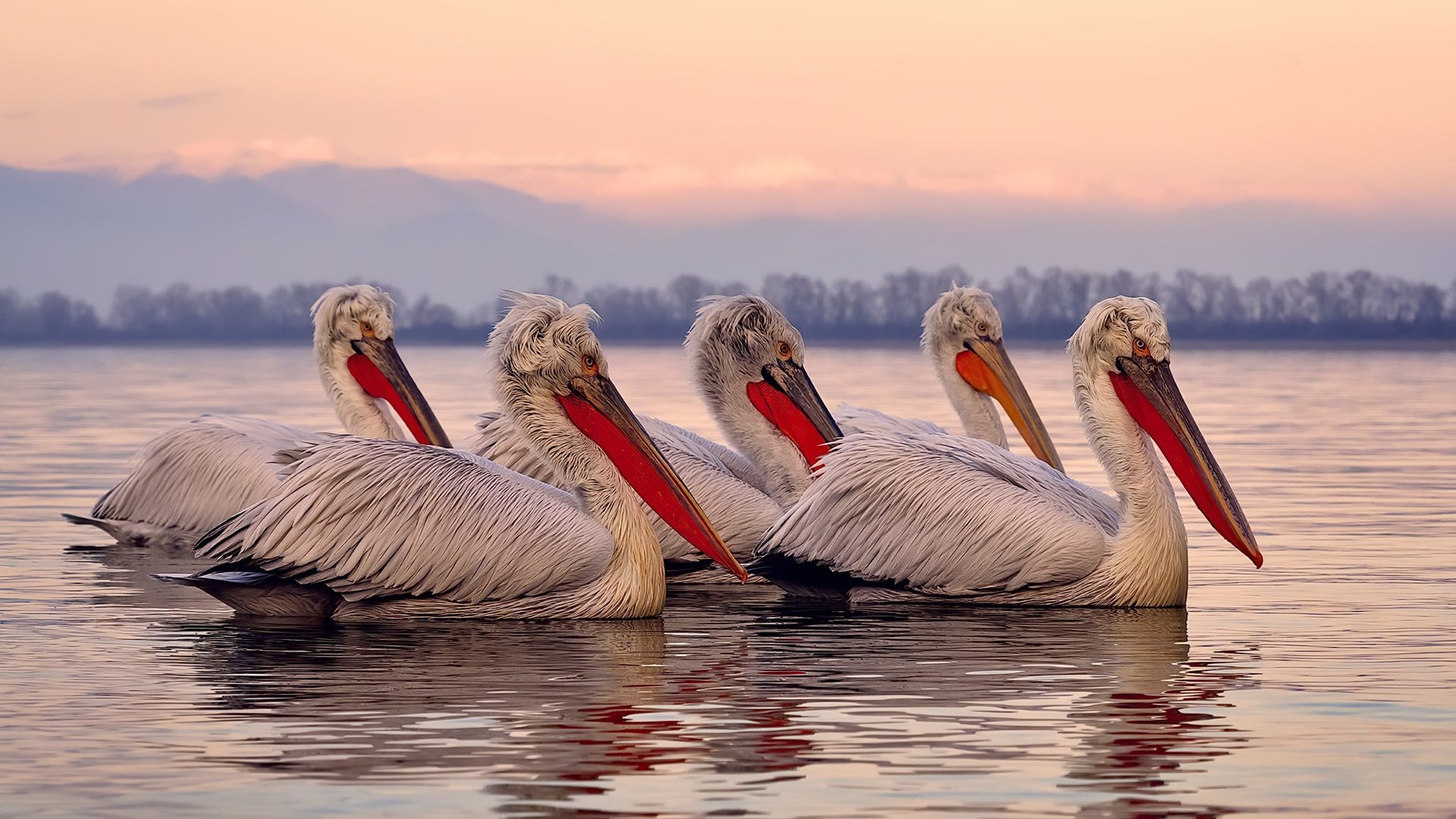 乐鱼体育在线官网-奋力一搏！李冰洁决赛展现顽强意志，李冰洁个人简介